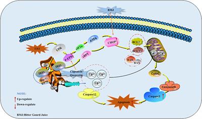 Apoptosis Triggering, an Important Way for Natural Products From Herbal Medicines to Treat Pancreatic Cancers